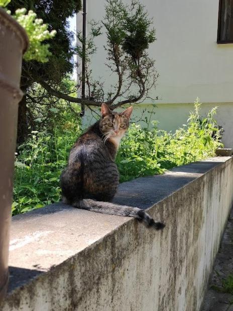 Stajnia Lisewo Villa Exterior foto